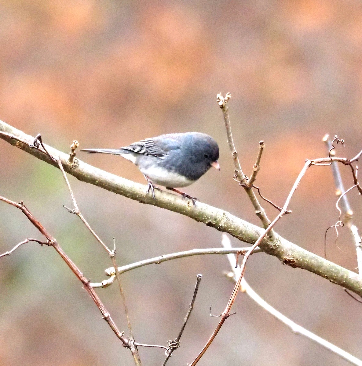 Dark-eyed Junco - ML645972777