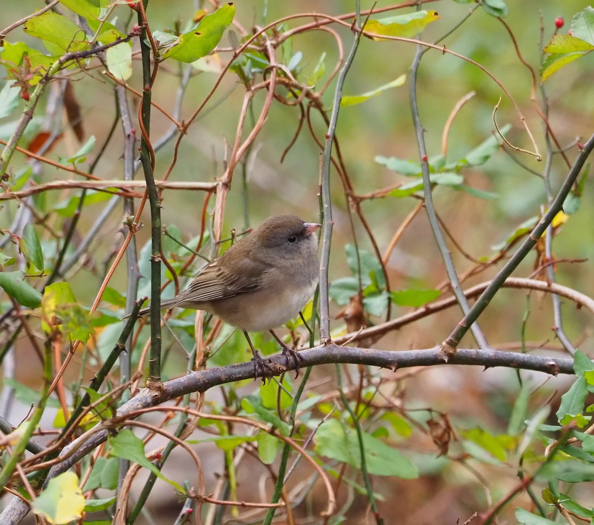 Dark-eyed Junco - ML645972778