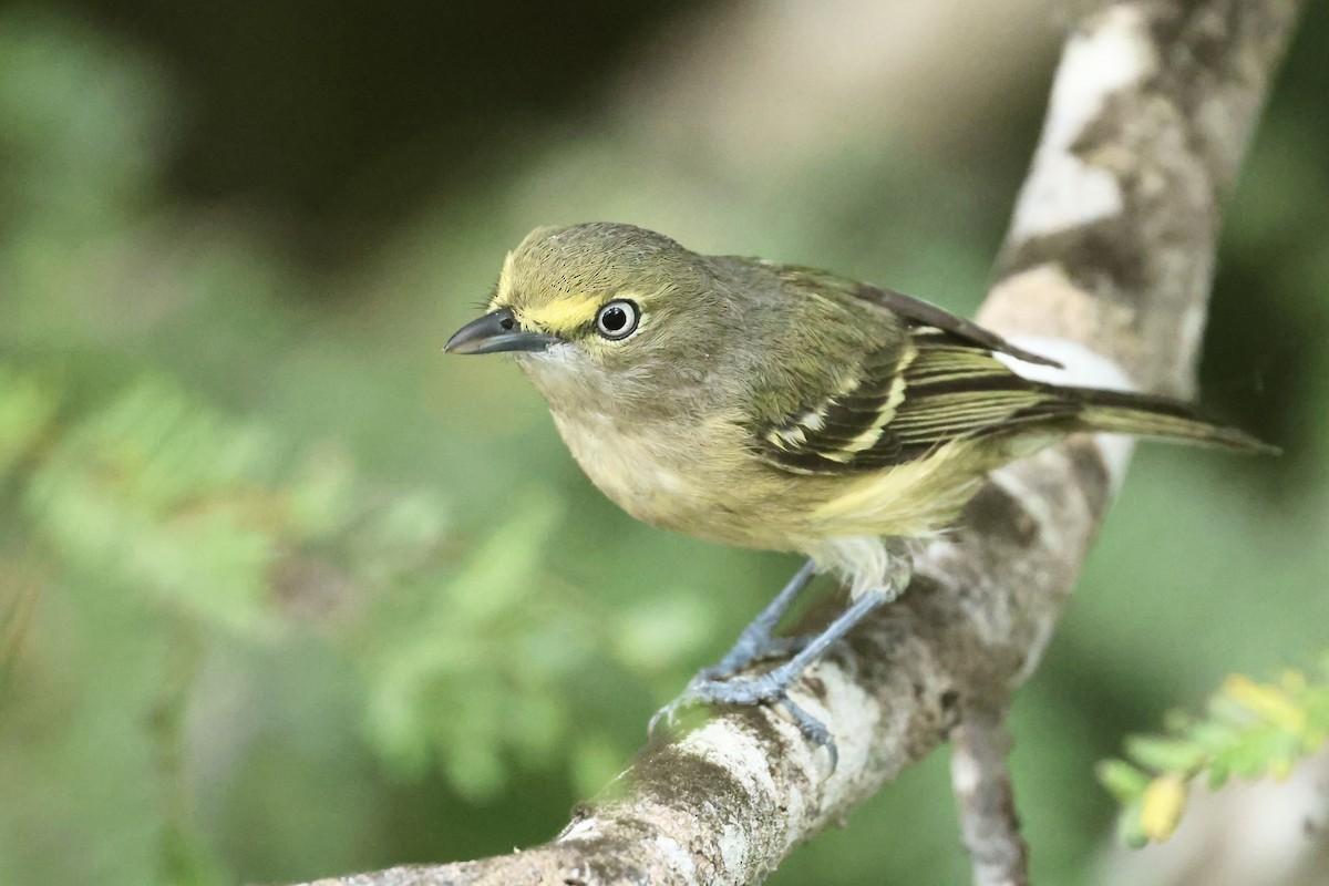 White-eyed Vireo - ML645972780