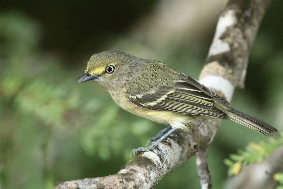 White-eyed Vireo - ML645972781