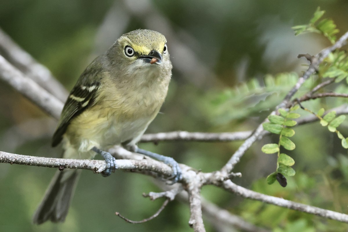 White-eyed Vireo - ML645972782