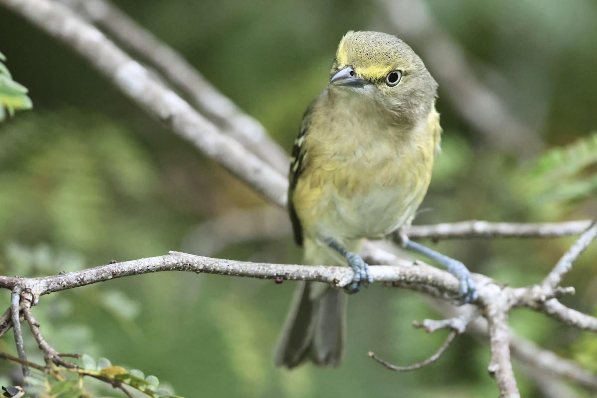 White-eyed Vireo - ML645972784