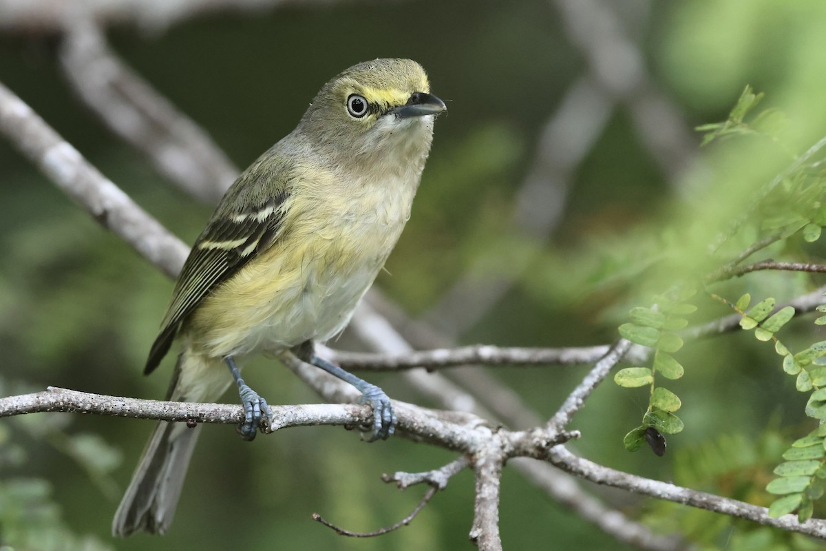 White-eyed Vireo - ML645972787