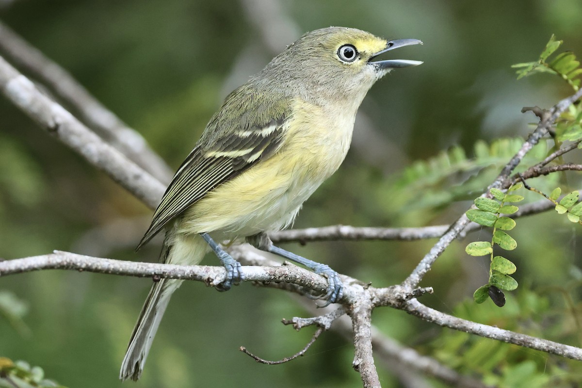 White-eyed Vireo - ML645972788