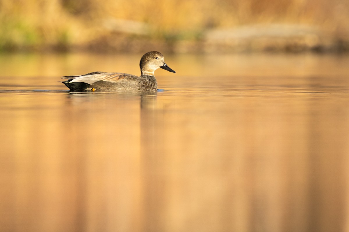 Gadwall - ML645972791