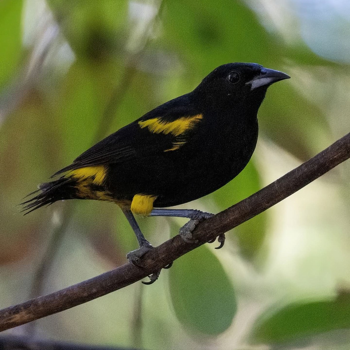 Cuban Oriole - ML645972797