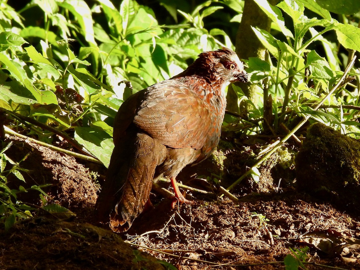 Buffy-crowned Wood-Partridge - ML645972798