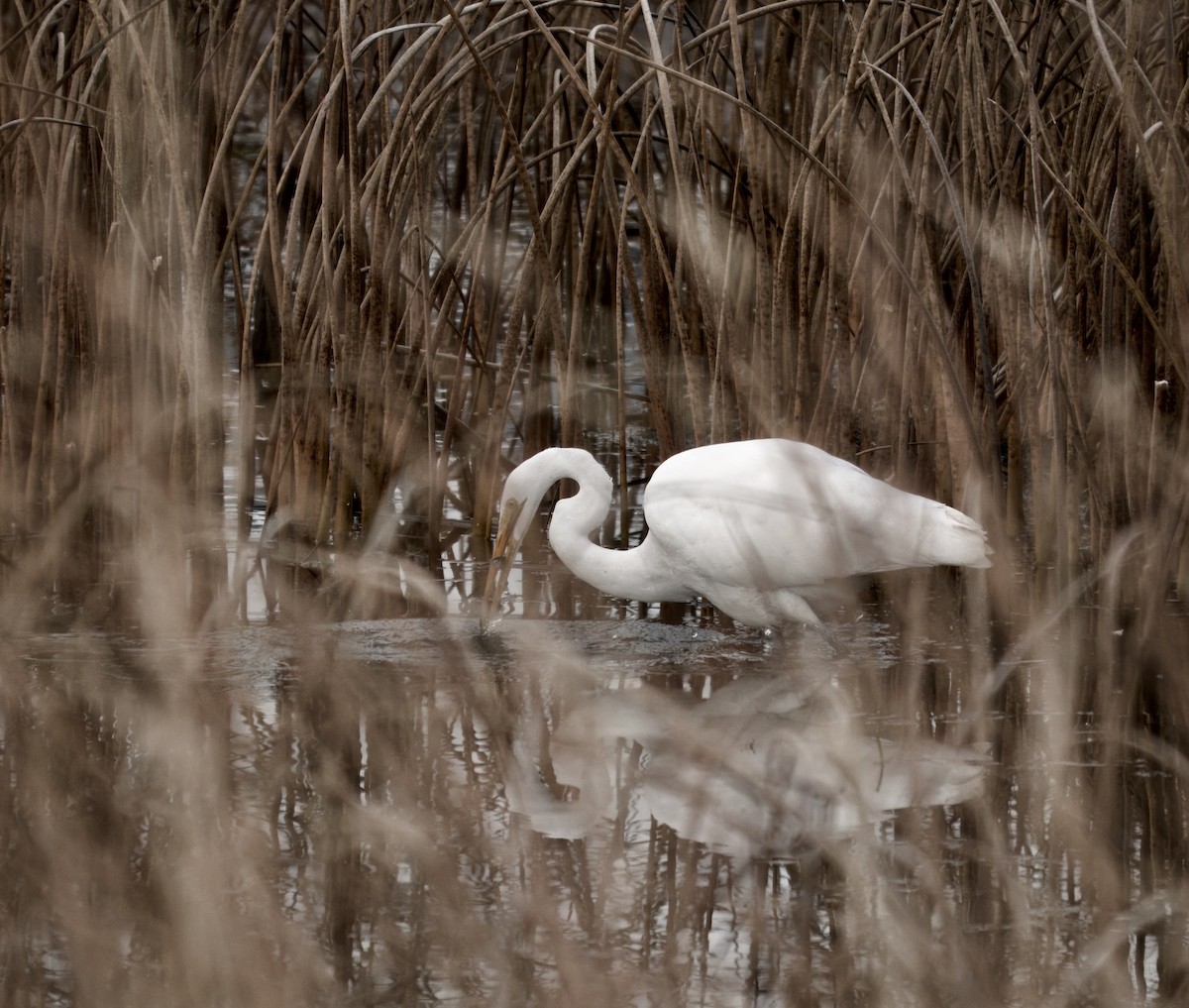 Great Egret - ML645972799