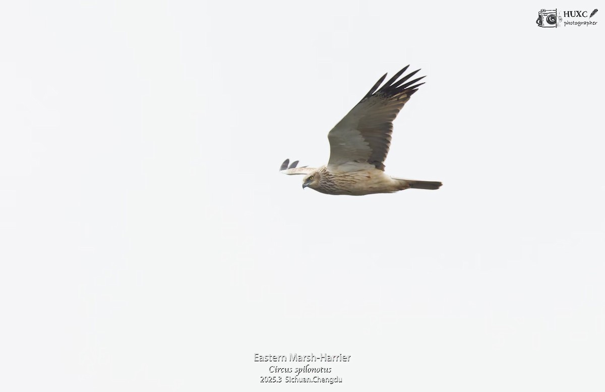 Eastern Marsh Harrier - ML645972805