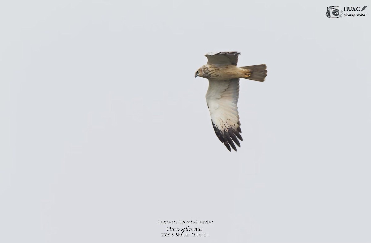 Eastern Marsh Harrier - ML645972806