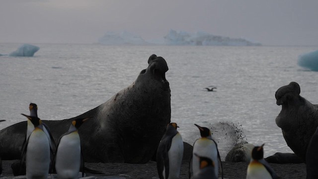Southern Elephant Seal - ML645972809