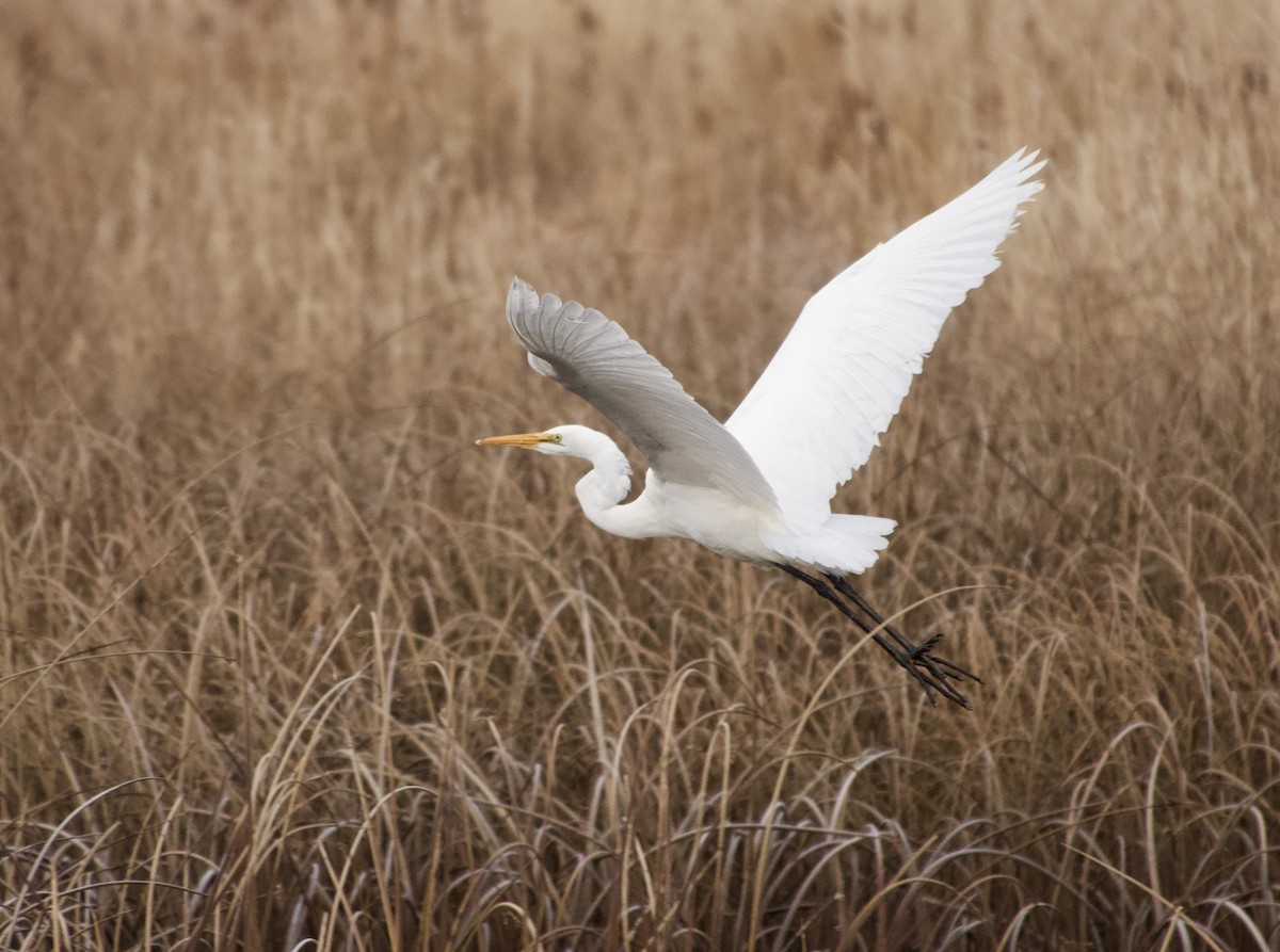 Great Egret - ML645972811