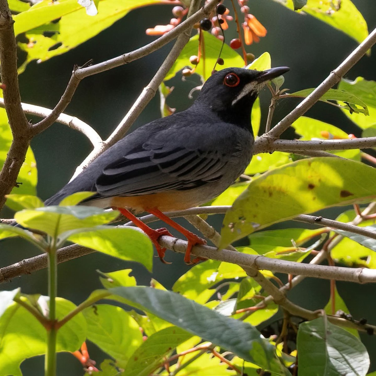 Western Red-legged Thrush - ML645972813