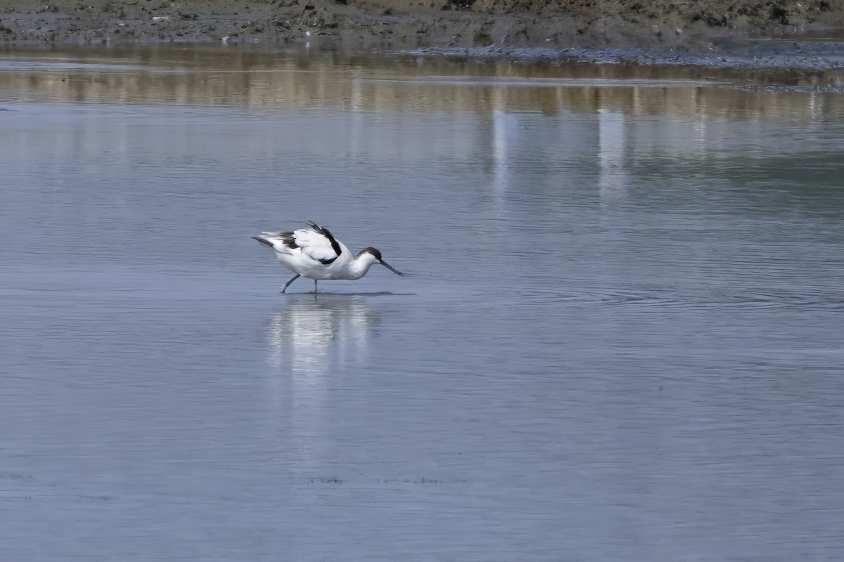 Алаг ээтэн - ML645972830