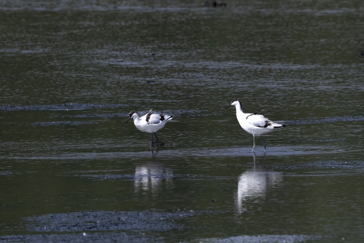 Алаг ээтэн - ML645972836