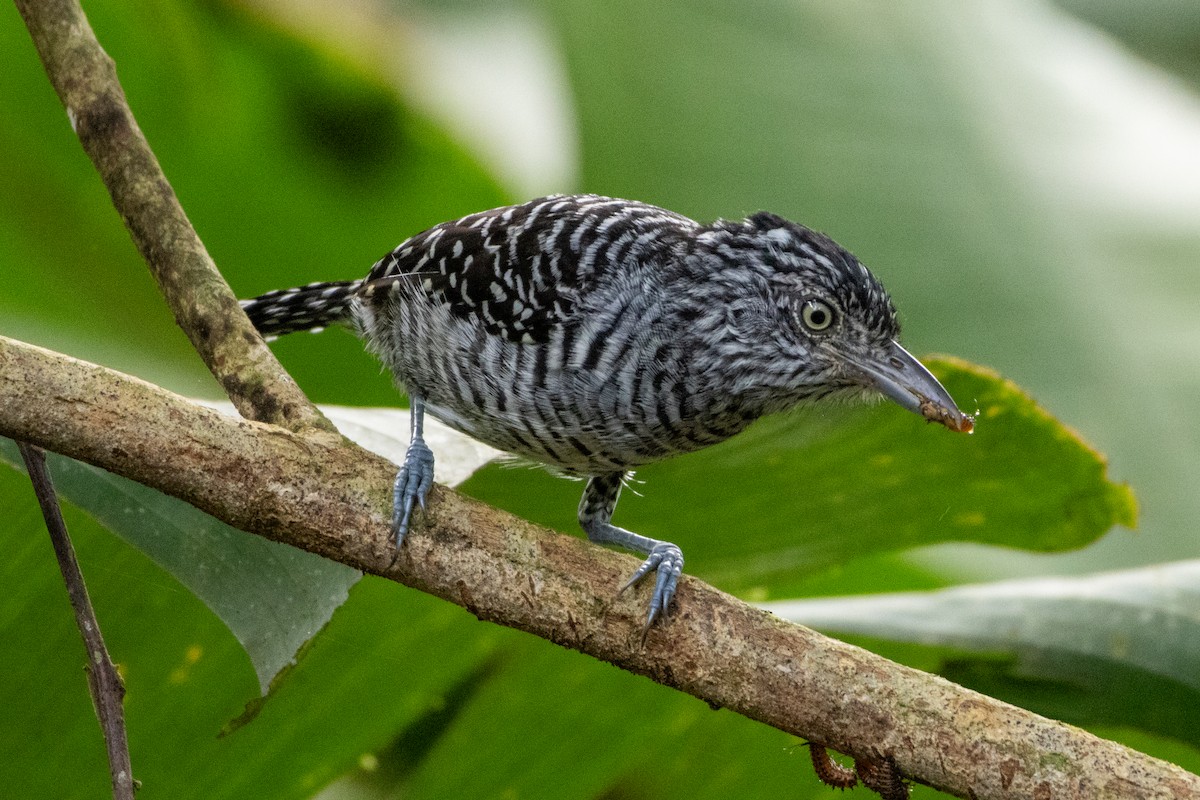 Batará Barrado - ML645972841