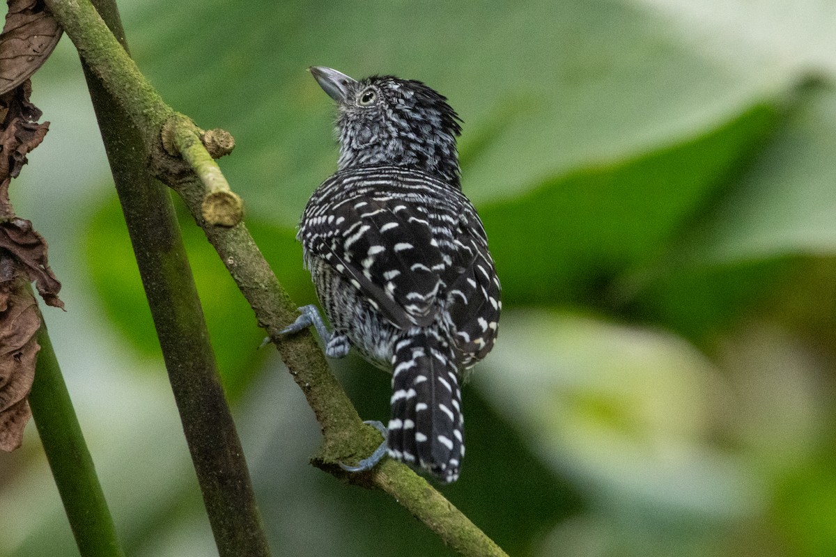 Batará Barrado - ML645972842