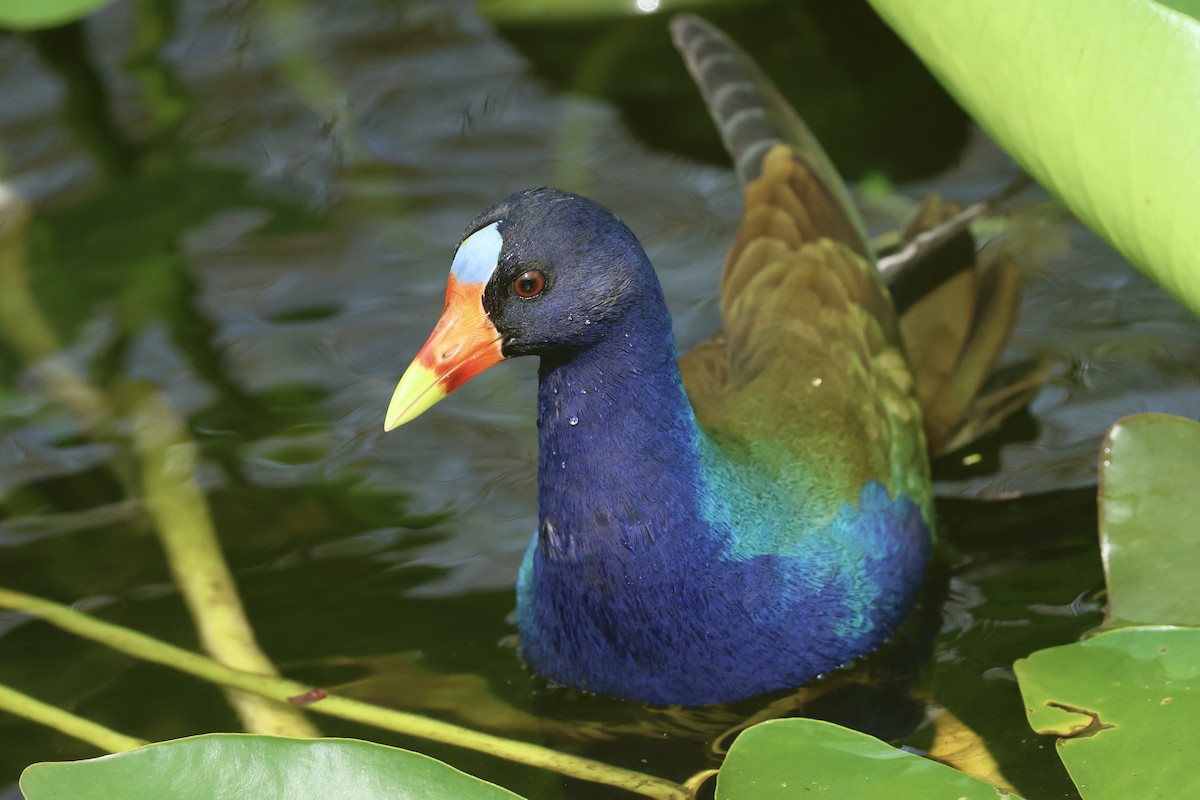 Малая султанка - ML645972843