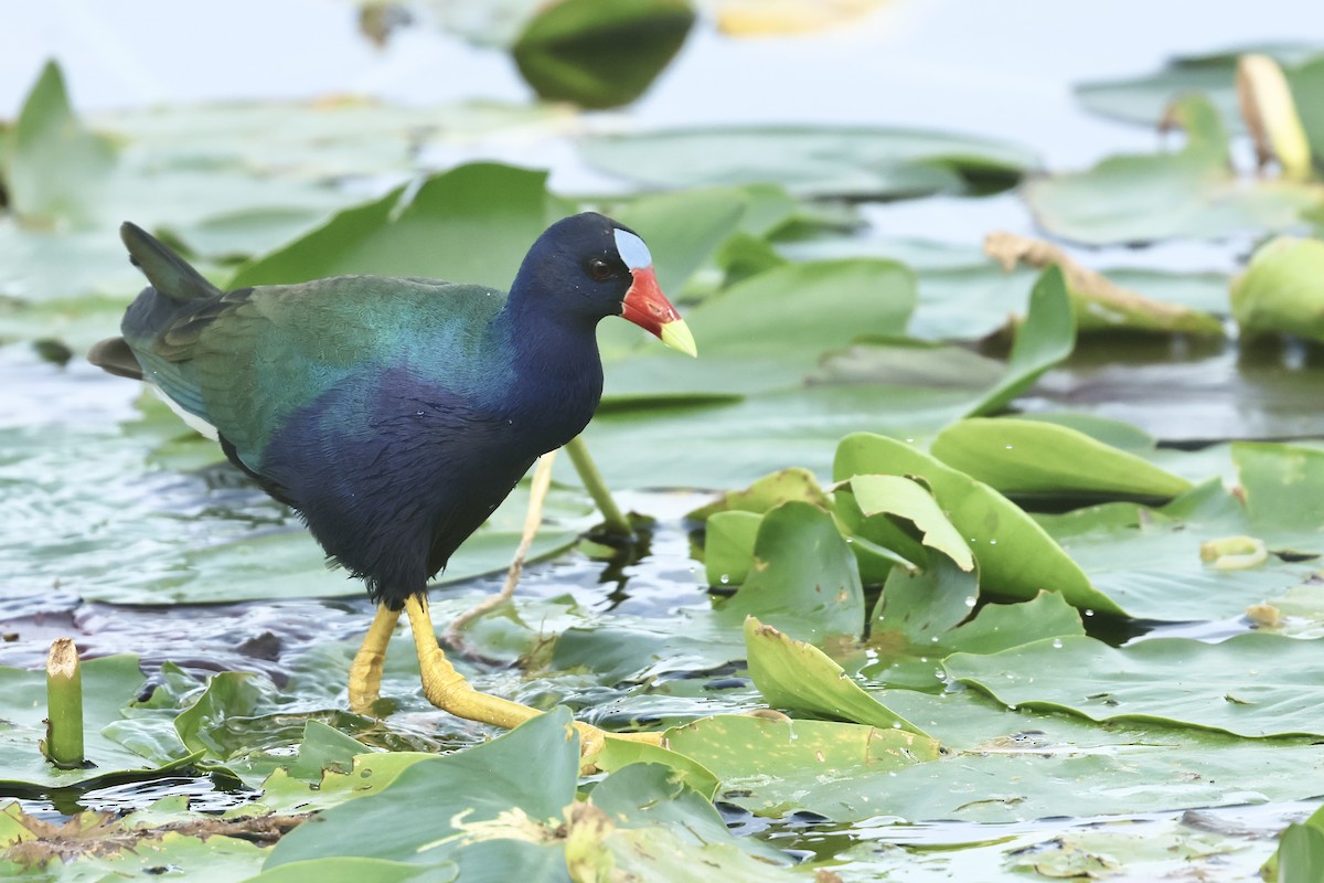 Малая султанка - ML645972844