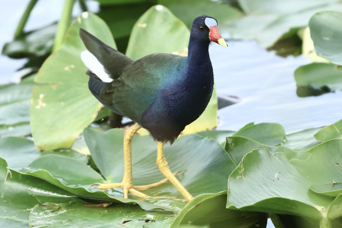 Малая султанка - ML645972845