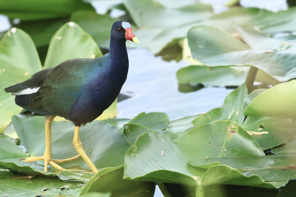 Малая султанка - ML645972846