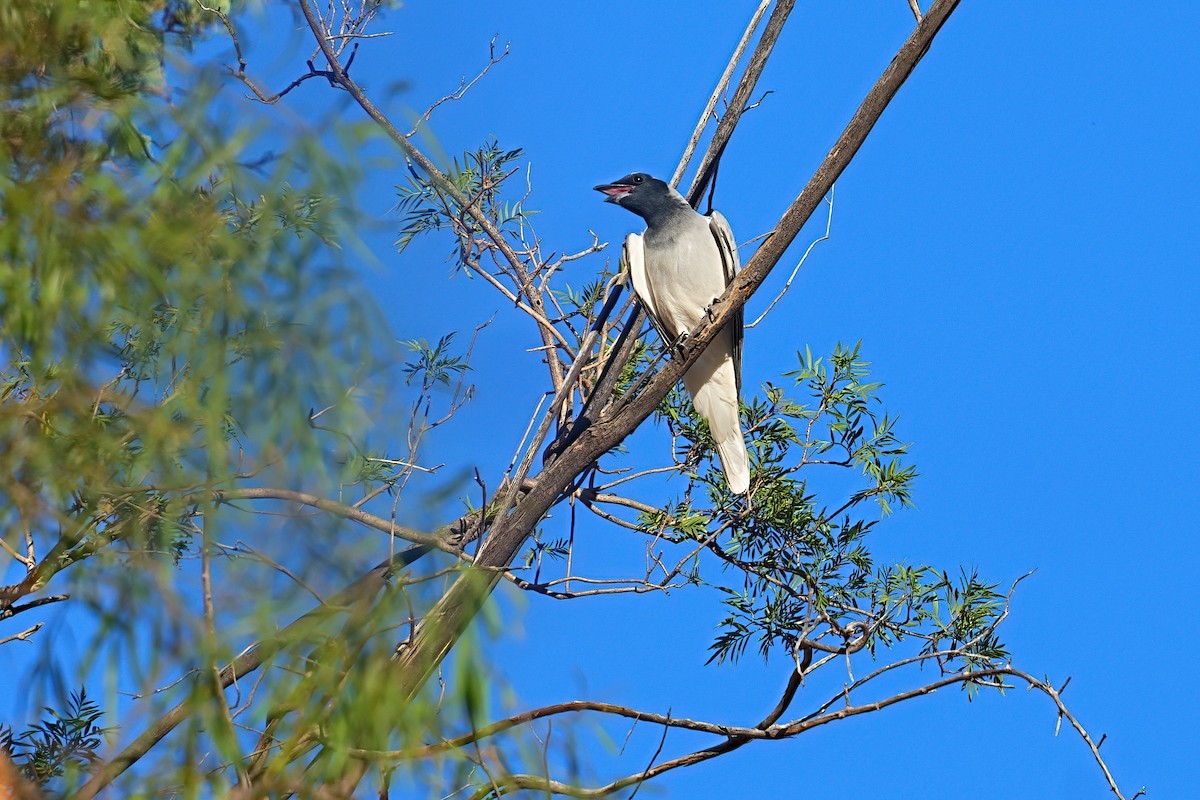 Black-faced Cuckooshrike - ML645972858