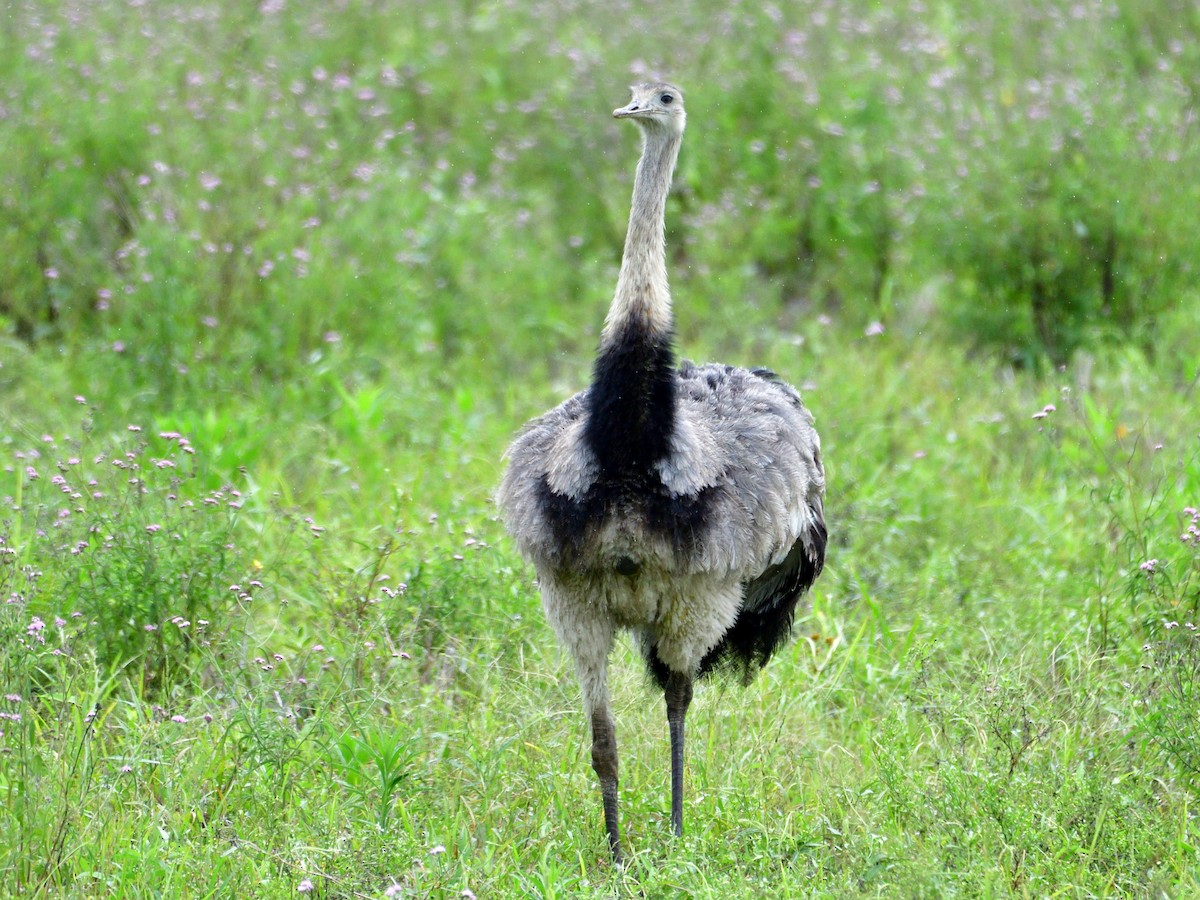 Greater Rhea - ML645972861