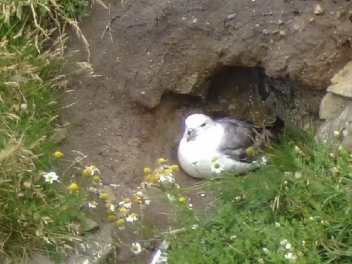 Northern Fulmar (Atlantic) - ML645972872