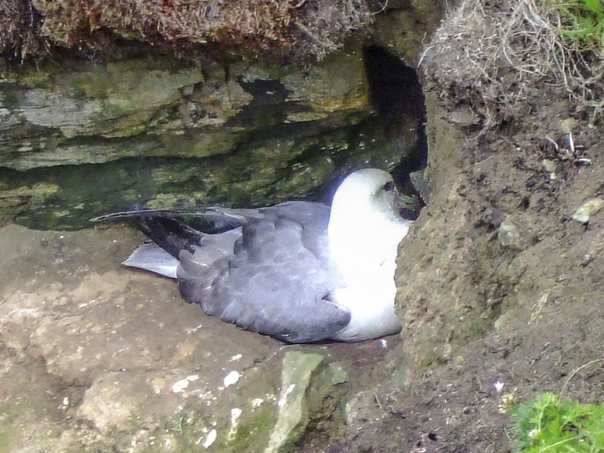 Northern Fulmar (Atlantic) - ML645972873