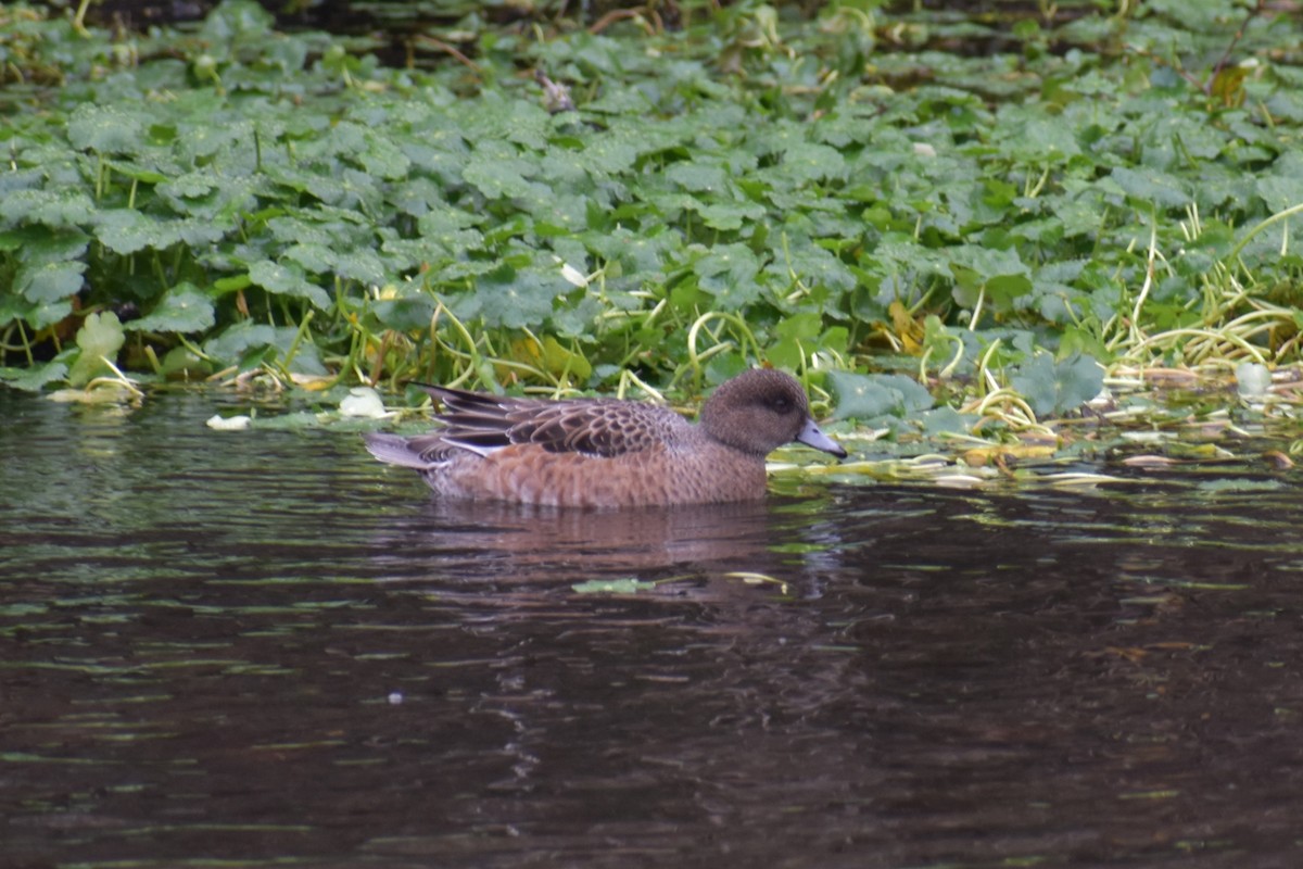 American Wigeon - ML645972874