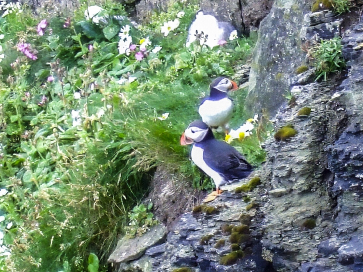 Atlantic Puffin - ML645972875