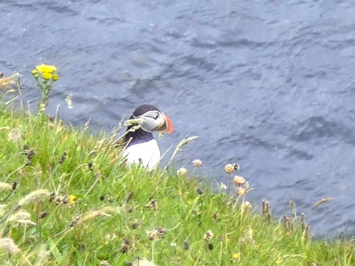 Atlantic Puffin - ML645972876