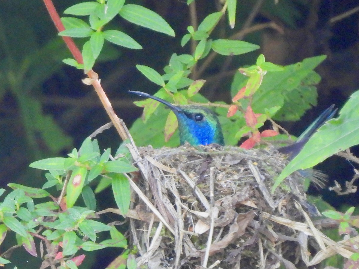 Mexican Violetear - ML645972877