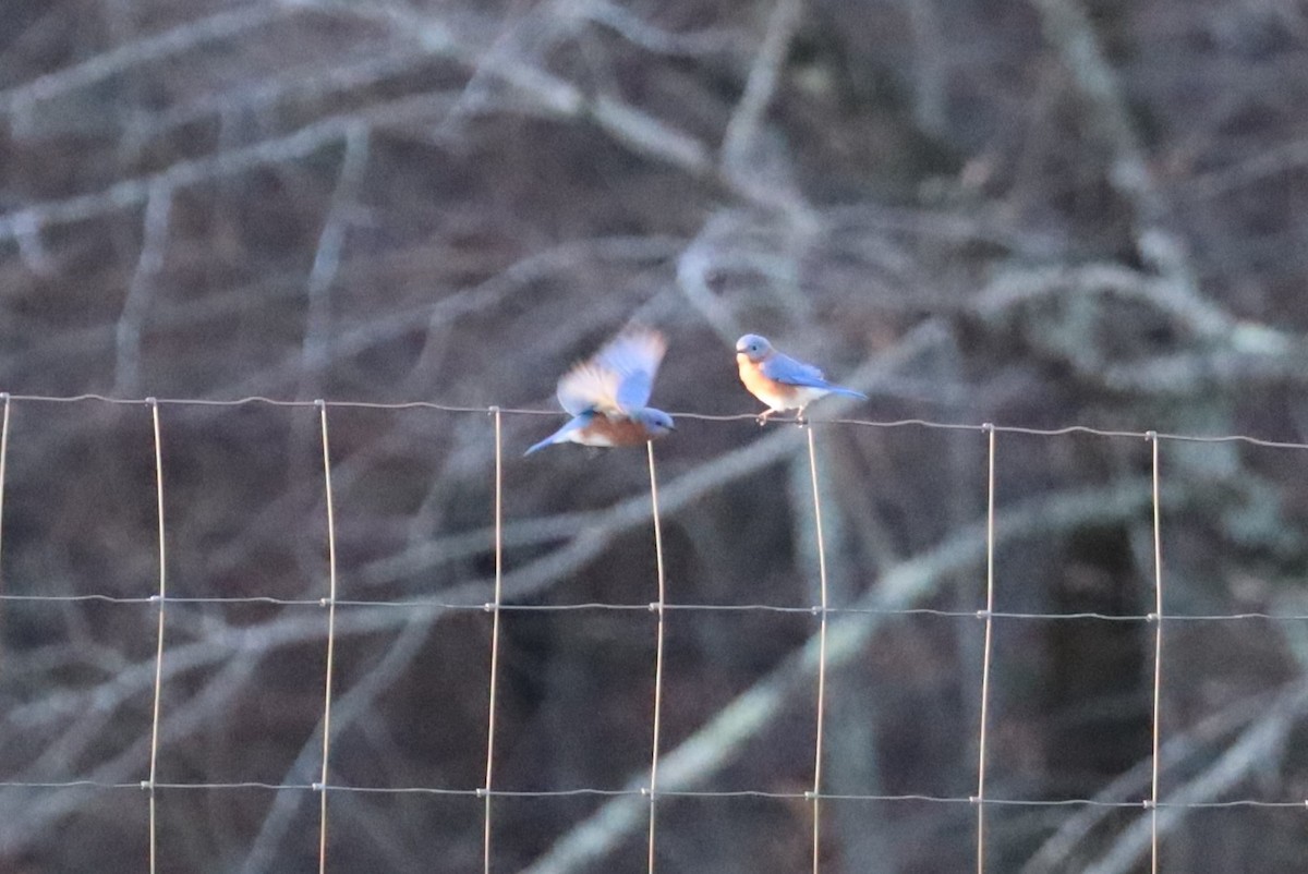 Eastern Bluebird - ML645972881