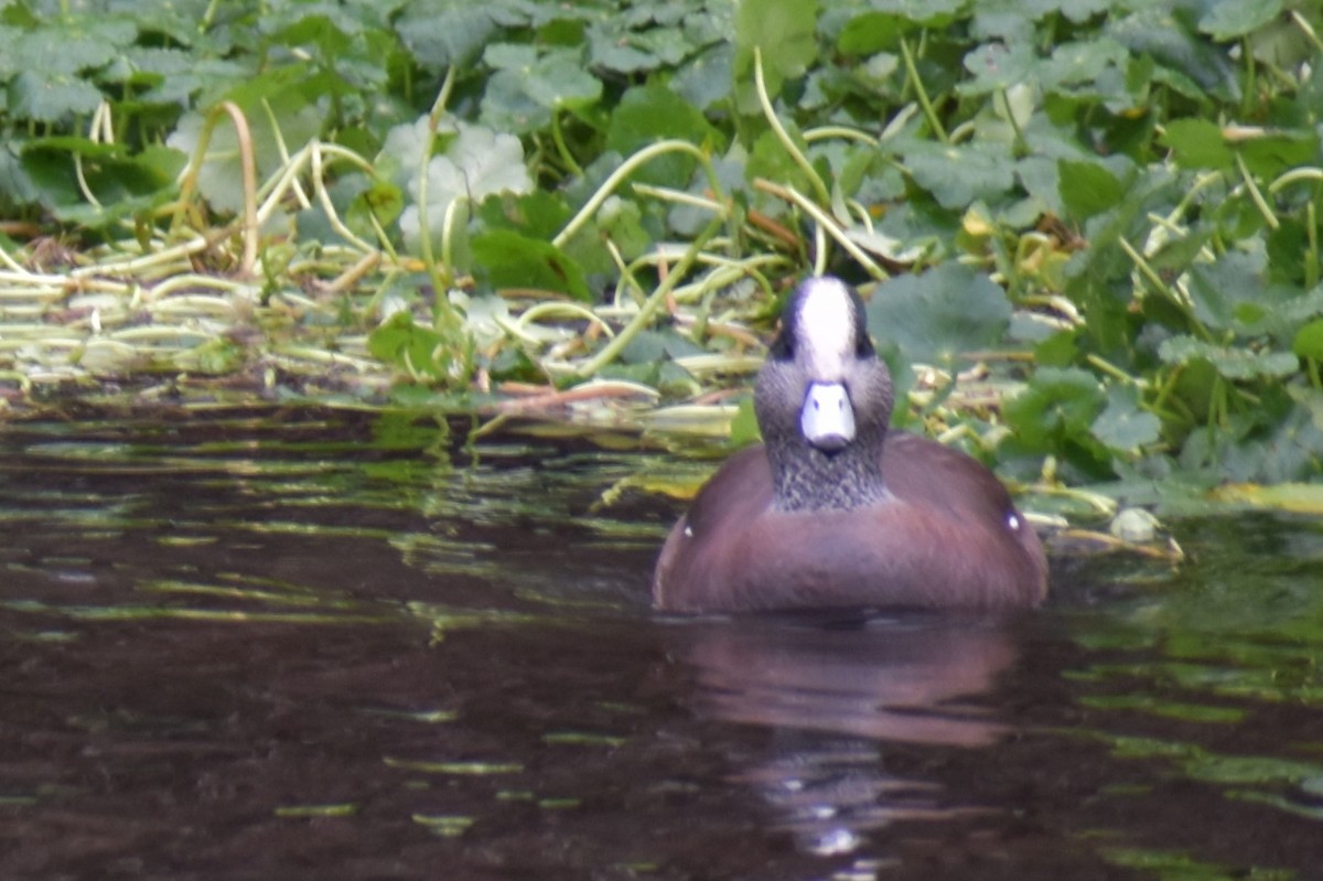 American Wigeon - ML645972882
