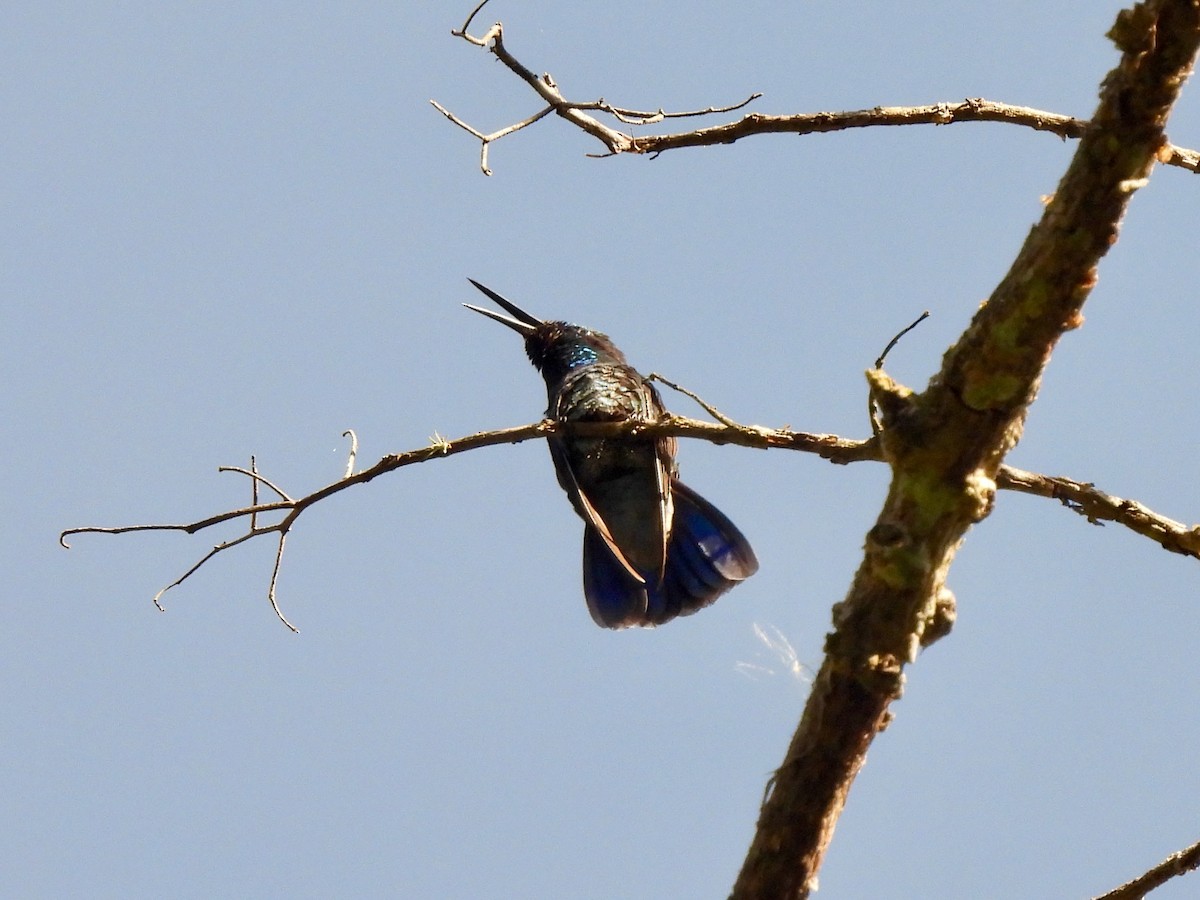 Green-throated Mountain-gem - ML645972884