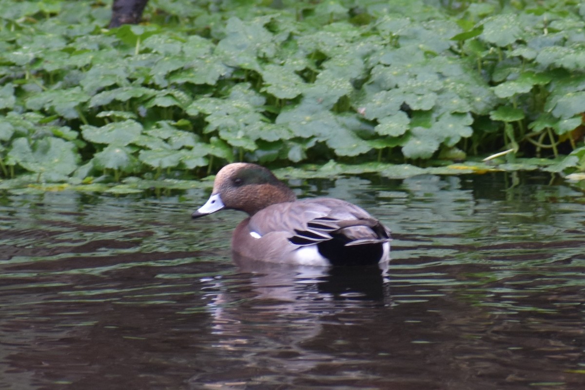 Eurasian x American Wigeon (hybrid) - ML645972897