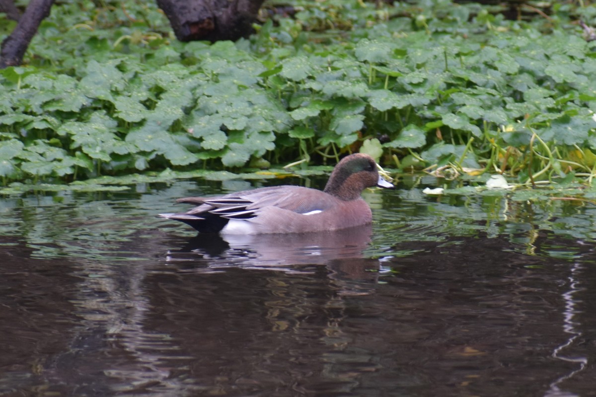 Eurasian x American Wigeon (hybrid) - ML645972898