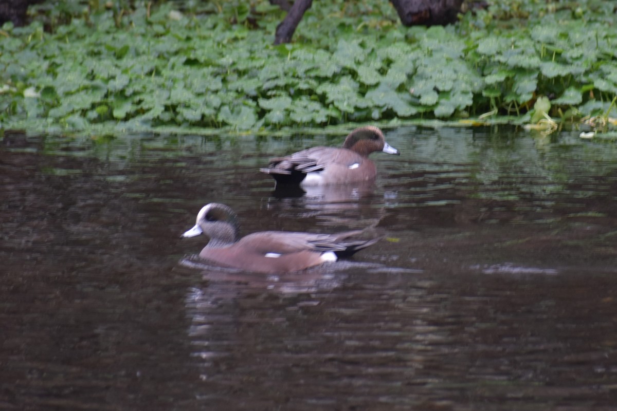Eurasian x American Wigeon (hybrid) - ML645972899