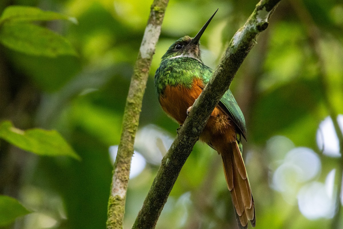 Rufous-tailed Jacamar - ML645972901