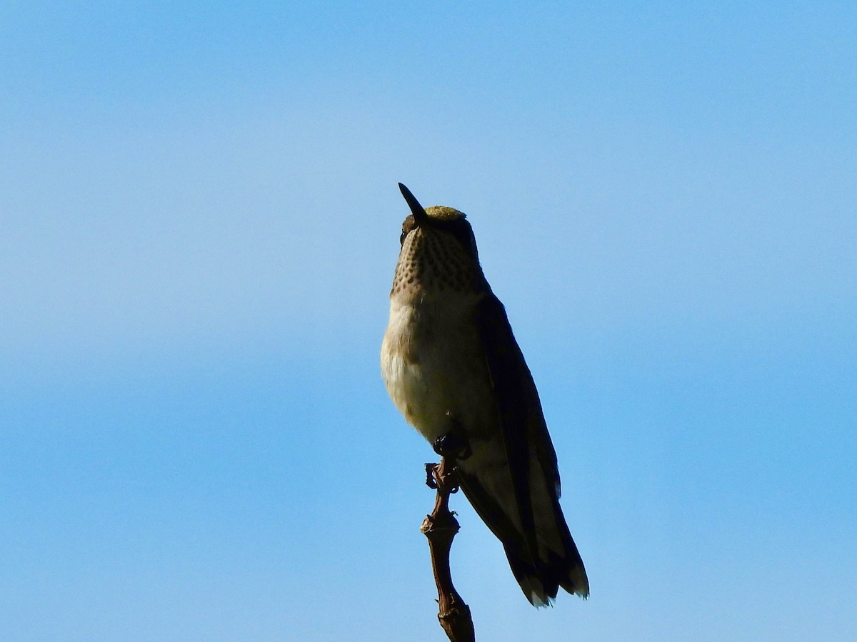 Ruby-throated Hummingbird - ML645972902