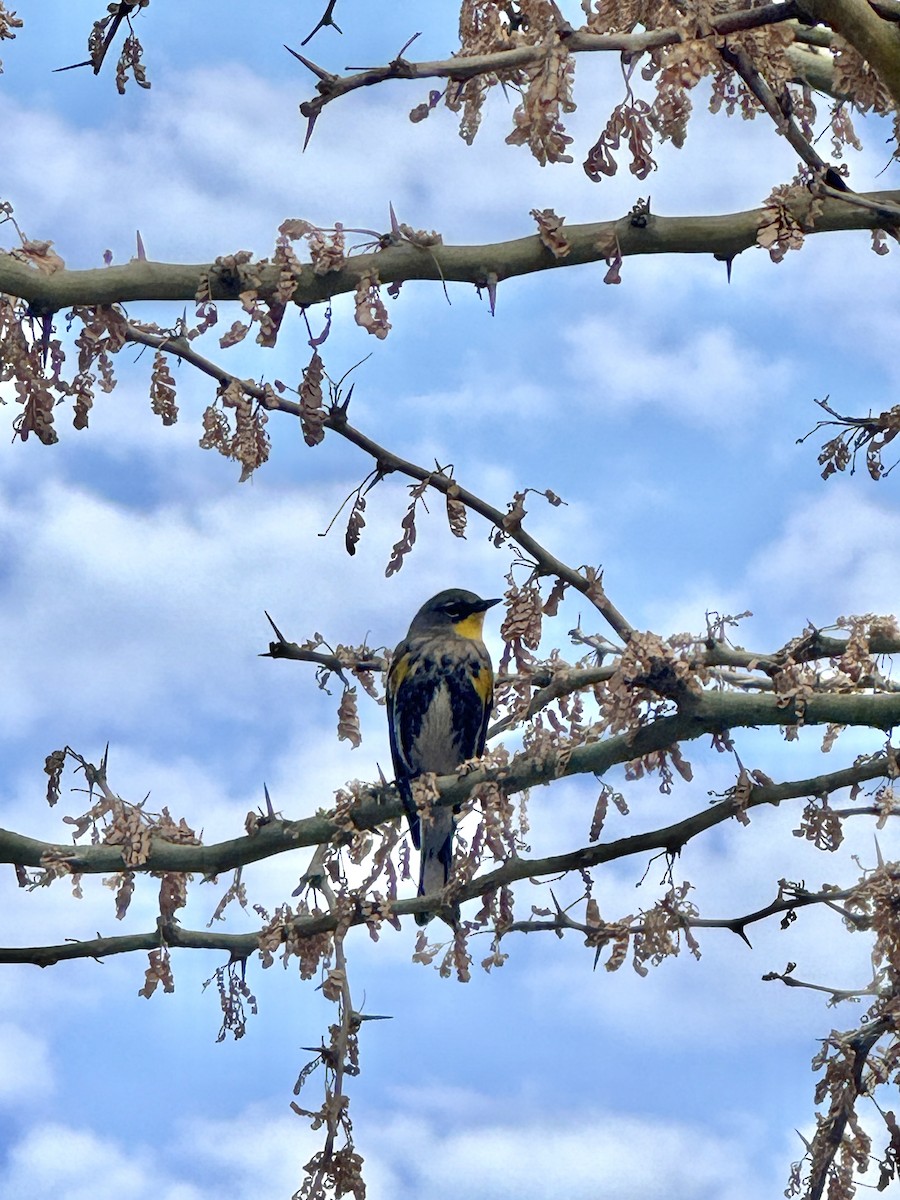 Yellow-rumped Warbler - ML645972904