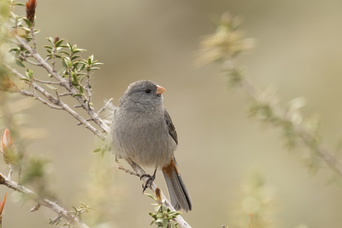 Plain-colored Seedeater - ML645972905
