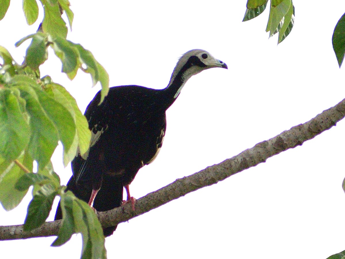 White-throated Piping-Guan - ML645972906