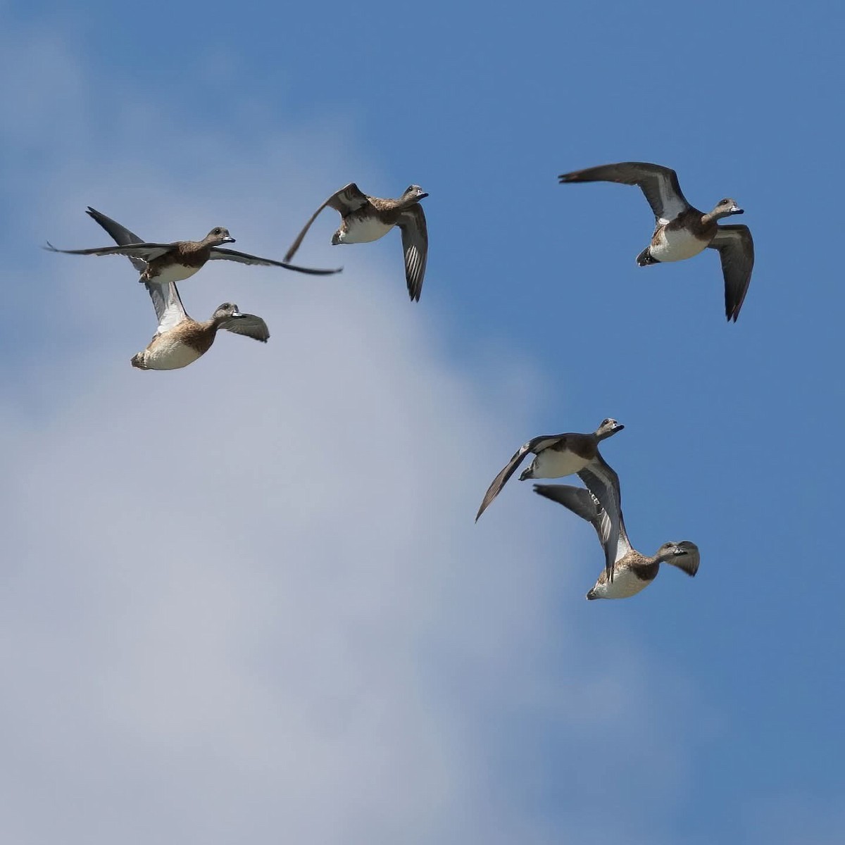 American Wigeon - ML645972907