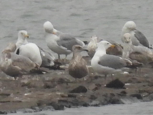 American Herring Gull - ML645972908