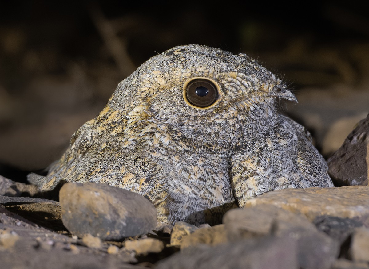 Sykes's Nightjar - ML645972910