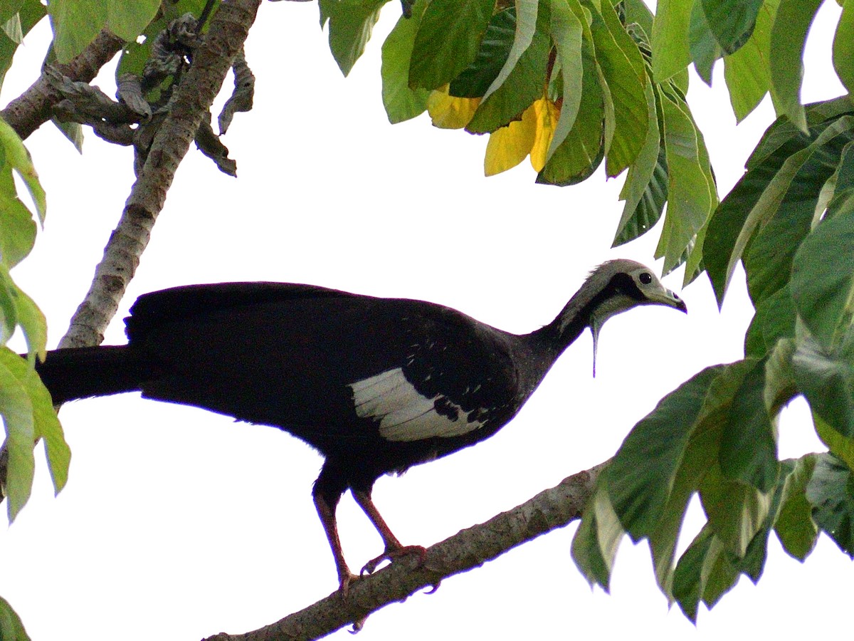 White-throated Piping-Guan - ML645972911
