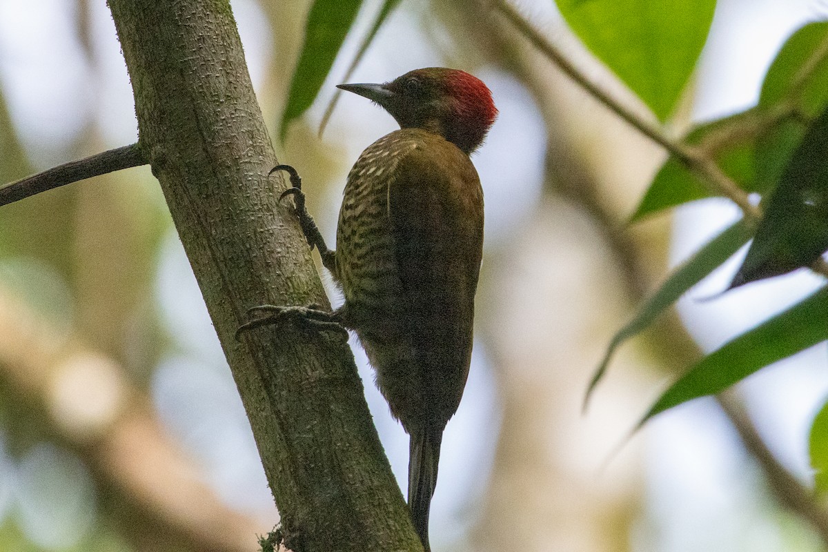 Rufous-winged Woodpecker - ML645972913