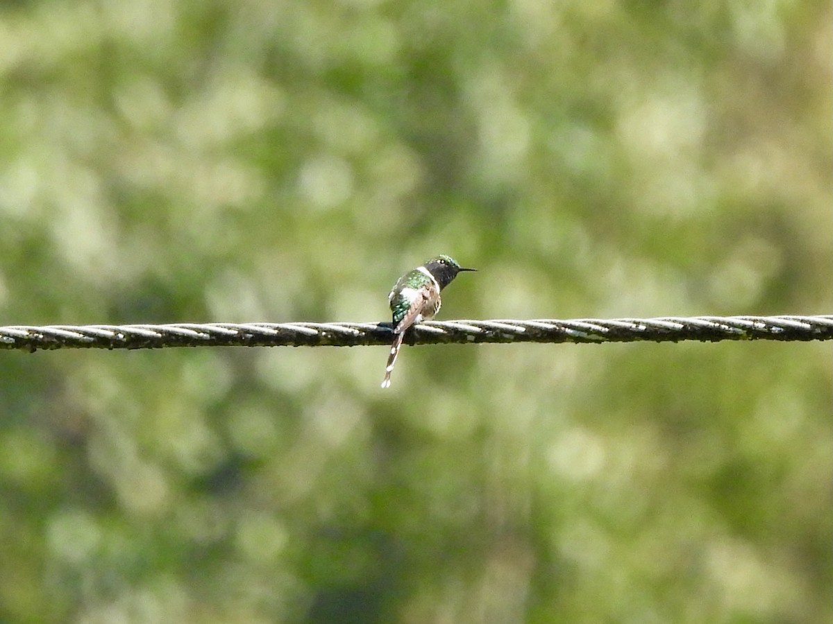 Sparkling-tailed Hummingbird - ML645972915